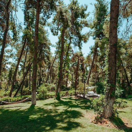 Beautiful Summerhouse In Sani'S Pine Forest باراليا ساني المظهر الخارجي الصورة