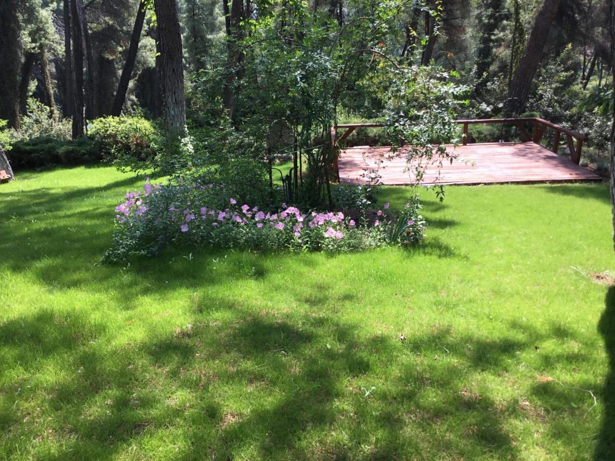 Beautiful Summerhouse In Sani'S Pine Forest باراليا ساني المظهر الخارجي الصورة